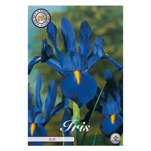 Iris hollandica Blue x10 8/9