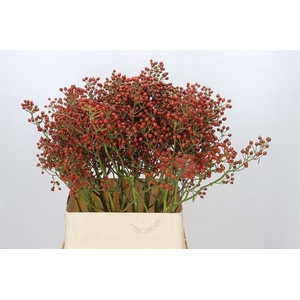 Rosa Autumn Rosefruits Gold