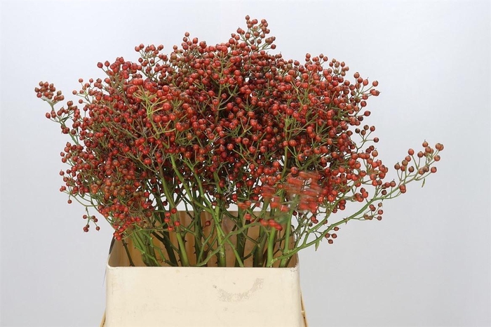 <h4>Rosa Autumn Rosefruits Gold</h4>