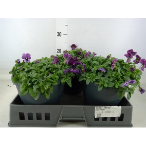 Viola corn. 'Patiola Tangarine'