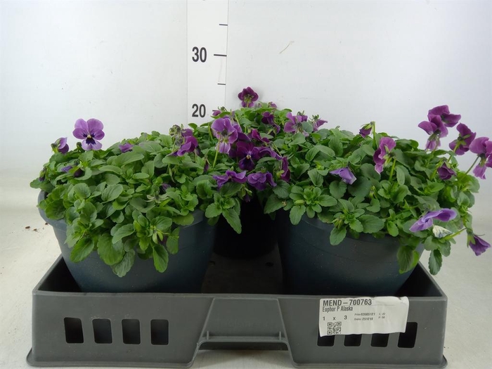 <h4>Viola corn. 'Patiola Tangarine'</h4>