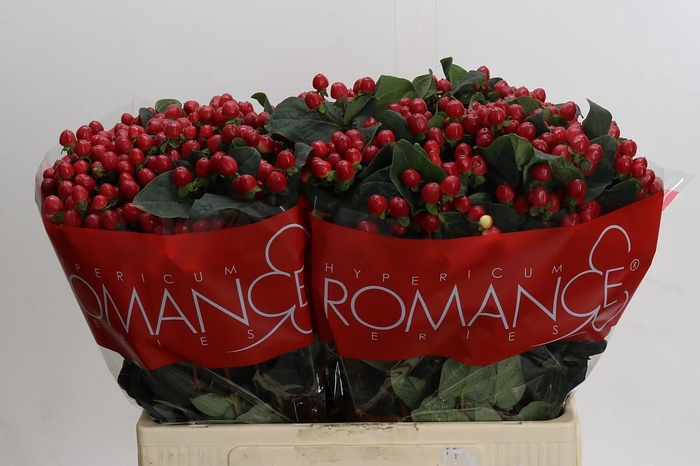 Hypericum True Romance