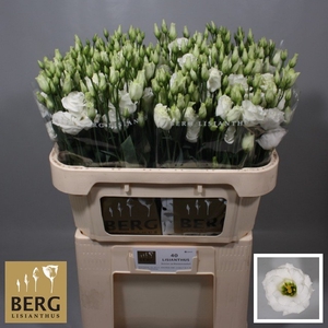 Lisianthus Rosita White