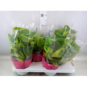 Philodendron scand. 'Brasil'