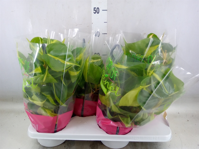 <h4>Philodendron scand. 'Brasil'</h4>