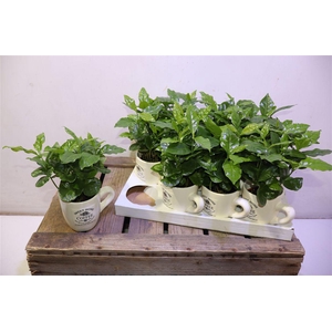 Coffea Arabica