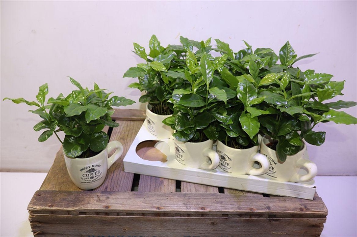 <h4>Coffea Arabica</h4>