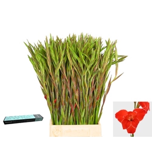 GLAD PR ATOM Atom 856