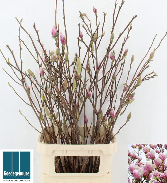 <h4>MAGNOLIA OV</h4>