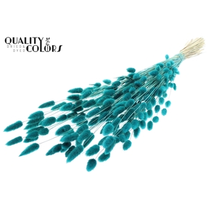 Lagurus Premium per bunch Turquoise