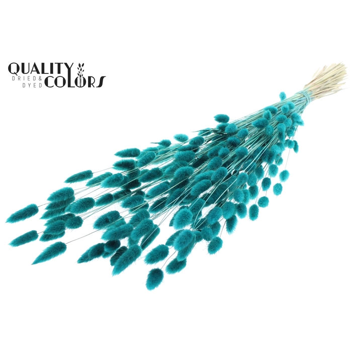 <h4>Lagurus Premium per bunch Turquoise</h4>