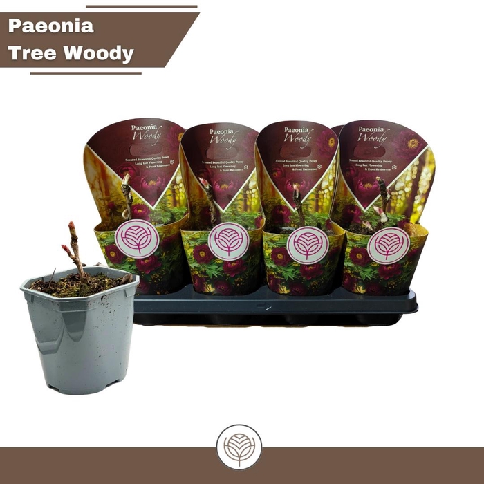 <h4>PAEONIA SUFFRUTICOSA</h4>