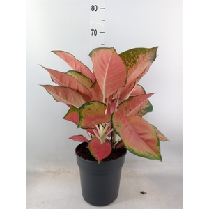 Aglaonema   ...
