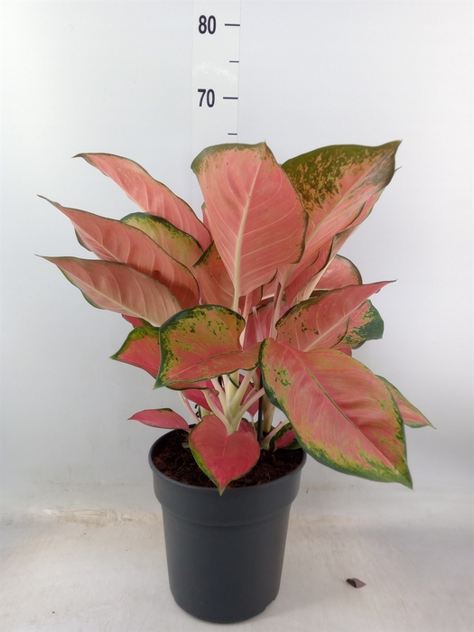 <h4>Aglaonema   ...</h4>