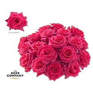 Rosa Ec Full Monty