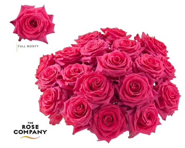 <h4>Rosa Ec Full Monty</h4>