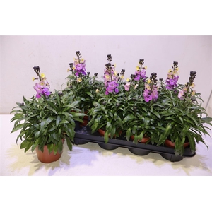 arr8 Erys Ley Purple Glow