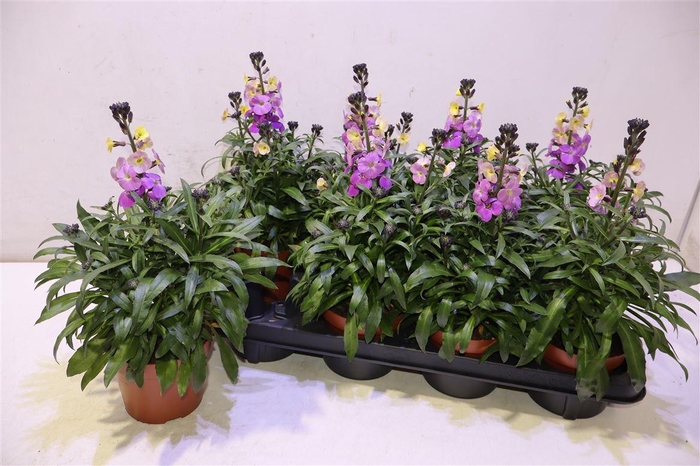 <h4>Erys Ley Purple Glow</h4>