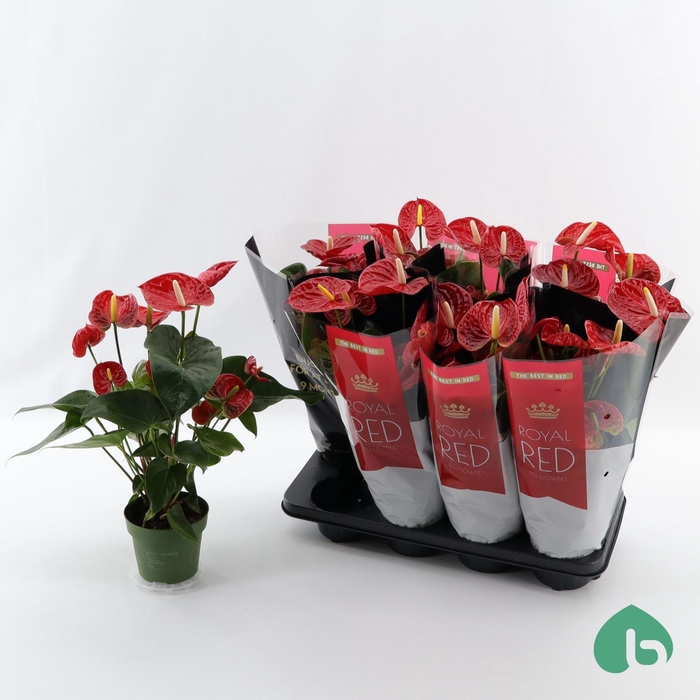 <h4>Anthurium Andr. Madural</h4>
