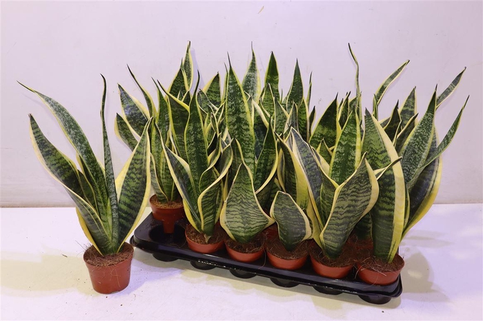 <h4>arr8 Sansev Futura Superb</h4>