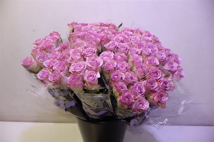 <h4>R Gr Thriller X10</h4>