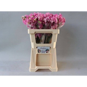 LATHYR ROSE WEDDING