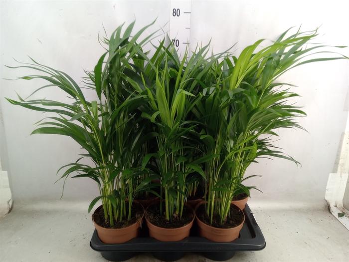 <h4>Dypsis lutescens   ...Chrysalidoca</h4>