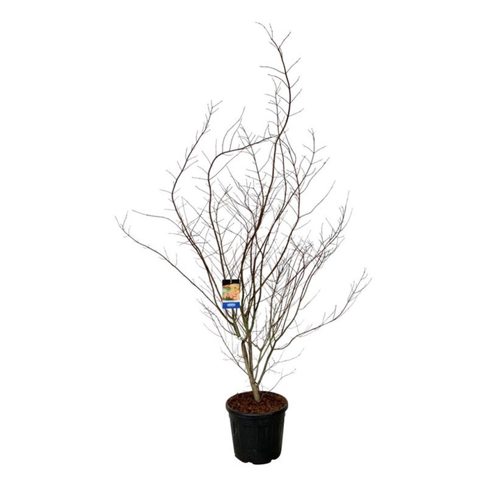 <h4>Acer North Wind ®</h4>