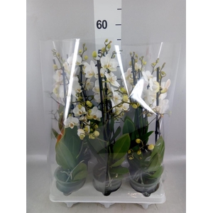 Phalaenopsis multi.   ...white