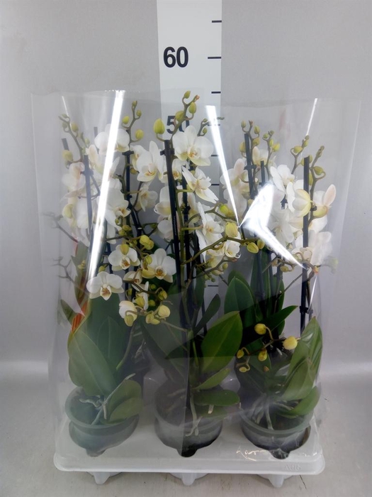 <h4>Phalaenopsis multi.   ...white</h4>