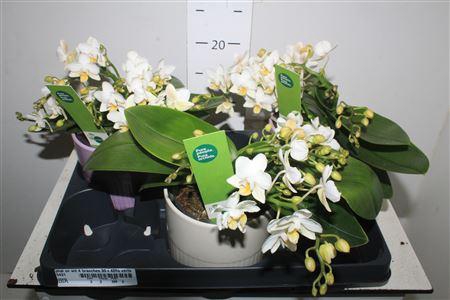 <h4>Phal Ov Wit 4 Branches 30+40% Vertakt</h4>