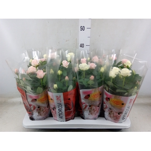 Rosa  'Infinity'   ...mix