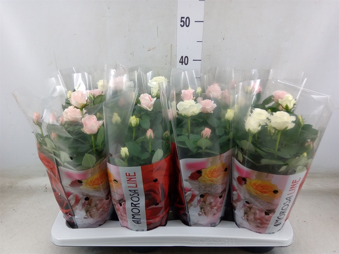 <h4>Rosa  'Infinity'   ...mix</h4>