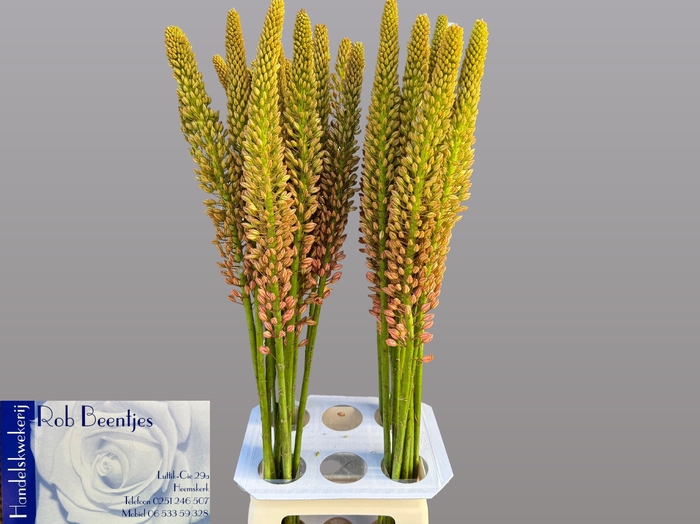 EREMURUS CLEOPATRA