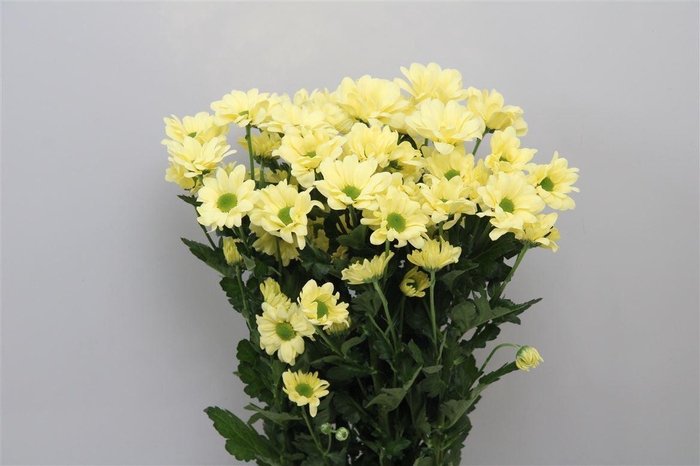 <h4>Chr T Kennedy Cream</h4>