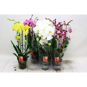 PHAL EL CASCADE