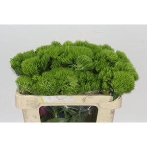 Dianthus Br Kiwi Mellow