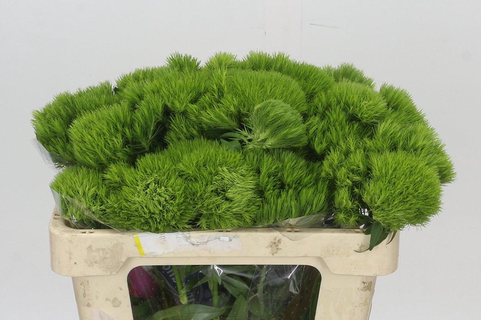 <h4>Dianthus Br Kiwi Mellow</h4>