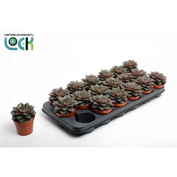 <h4>Echeveria Purpusorum</h4>