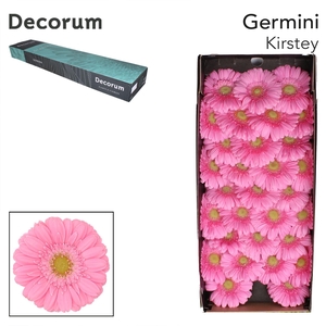 Germini Kirstey Doos