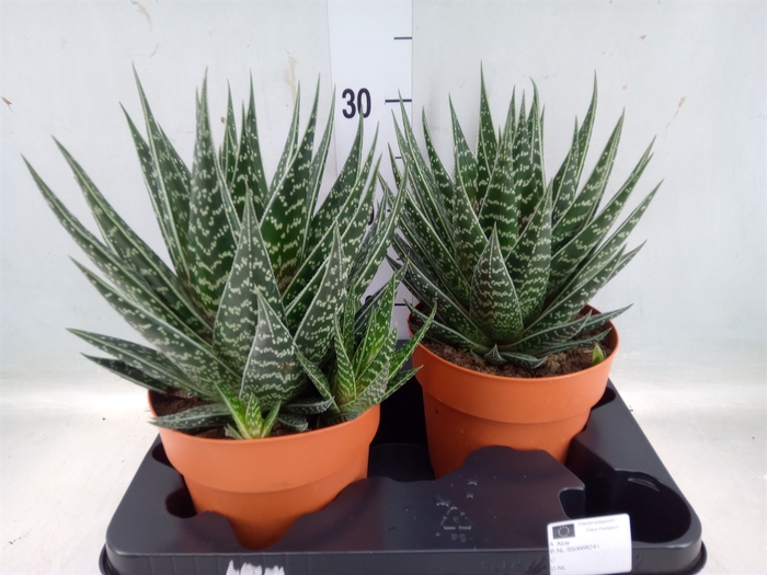 <h4>Aloe aristata 'Tiki Tahi'</h4>