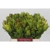 Leucadendron Goldstrike