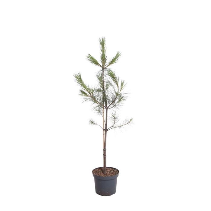 <h4>Pinus wallichiana</h4>