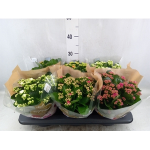 Kalanchoe blos. 'RosDon Collection'