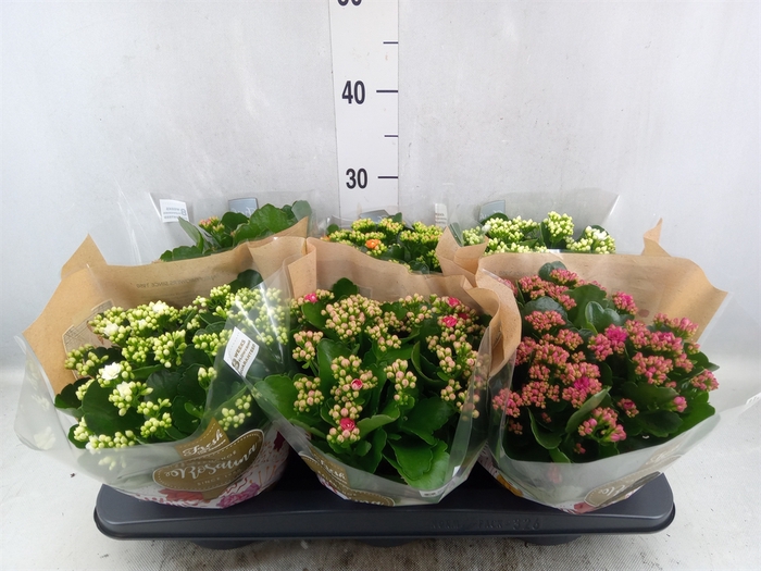 Kalanchoe blos. 'RosDon Collection'