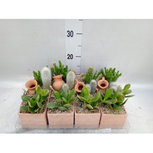 Arr.  Cactus L%