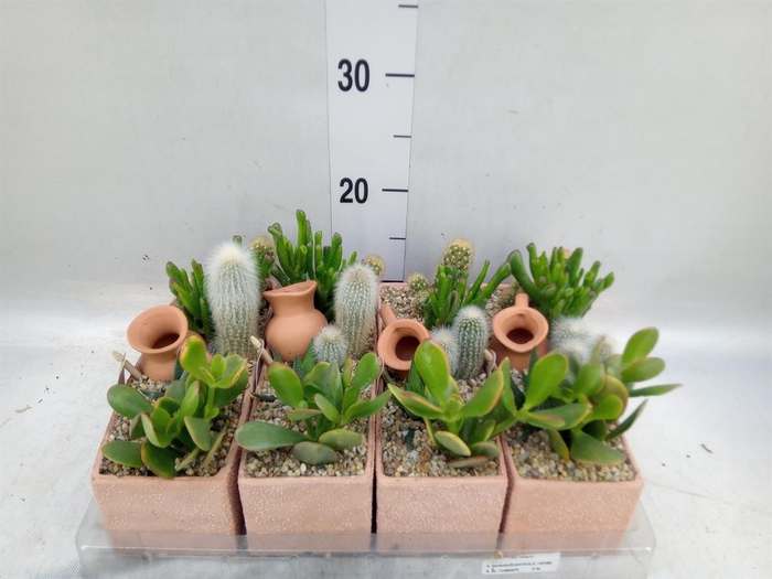 <h4>Arr.  Cactus L%</h4>