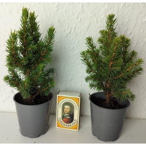 PICEA GLAUCA p6