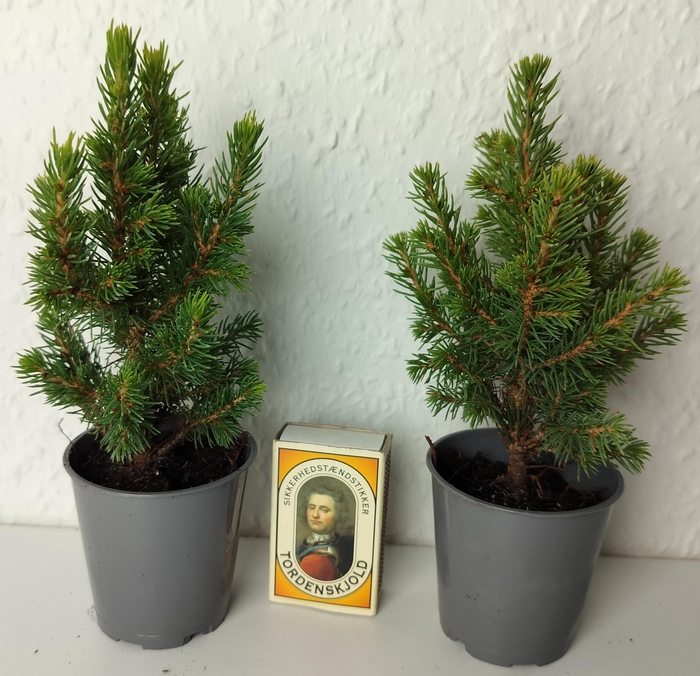 <h4>PICEA GLAUCA p6</h4>