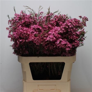 Chamelauc Mb Violet
